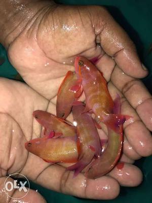 Imported marine ornamental fishes available