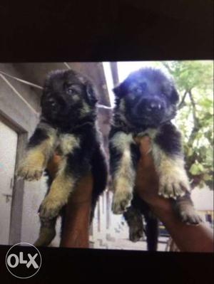 In pune shephred puppy for sale