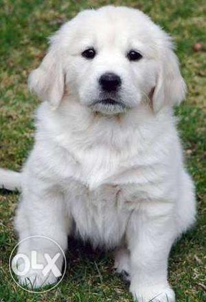 Indirapuram Pet shop - Siberian Husky White Short Coat Dog