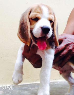 Kci certified Champion line Beagle male pup