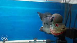 King kamfa male Flowerhorn Fish