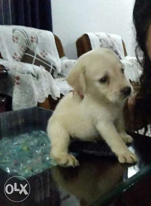 Labrador 45days old golden color