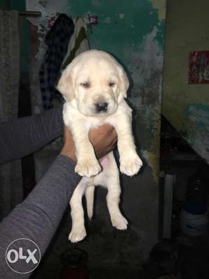 Labrador fem aviable heavy bone punch face