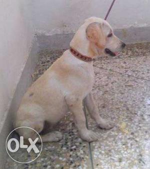 Labrador female 18 months old. Vaccinated upto