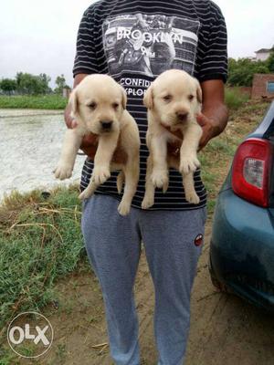 Labrador female puppy 35 days old  fix price