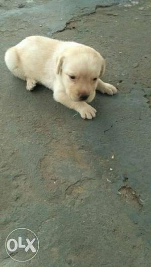 Labrador male puppy AGE-1 month