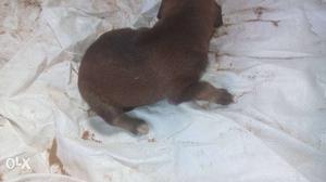Labrador original puppy arjent sell