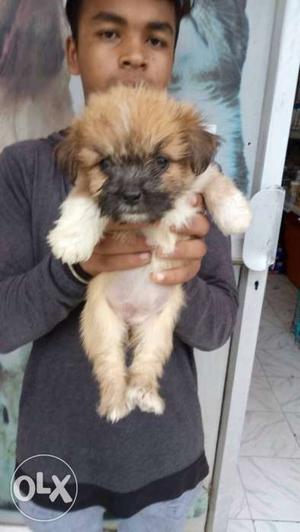 Lasha apso male puppies for sale