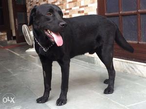 Lebra dog availabe for crossing age-1 and half