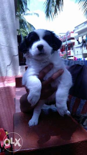Lhasa apso puppies for sale,,,
