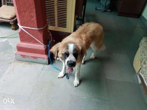Male 7 months saint Bernad FULLY trained will