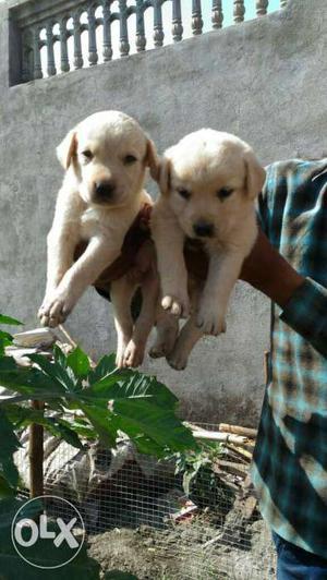 Male Labrador Gud Health Quality pups available