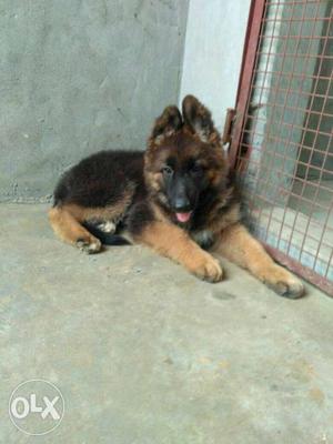 Male female puppy available,all puppy 77.