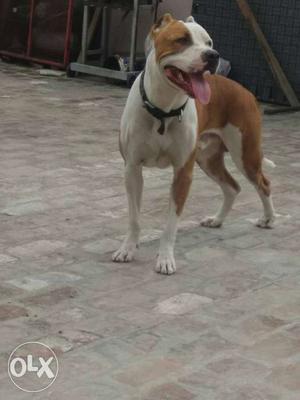 Male pitbull 1 year 6 month old for meeting.