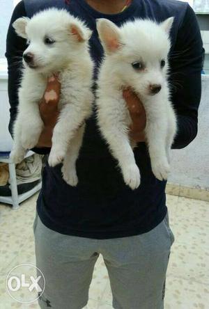Mini Pom beautiful pups...