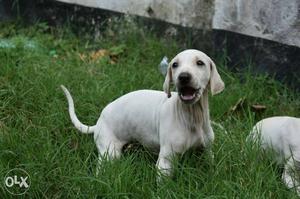 Mudhol show quality puppies 2 male puppies