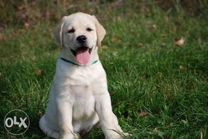 NewDeal Labrador babies available with fully Active B