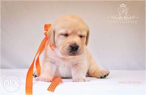 NewDeal This type Full healthy and heavy puppies in B