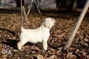 NewDeal chocolate color labrador male and cream color B