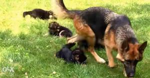 No-1 Quality k German Shepherd Pups available for sale in