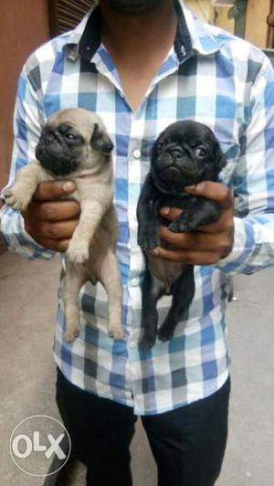 Noida Deliverd Tan And Black Pug Puppies