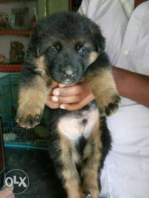 Noida Delivered German Shepherd puppies Pure 101%