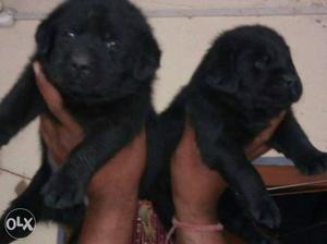Noida Delivered Labrador Puppies Pure 101%