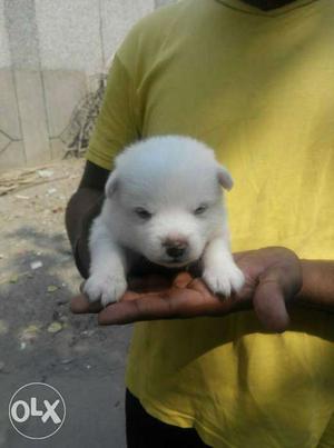 Noida Delivered Pomeranian Puppies small breed