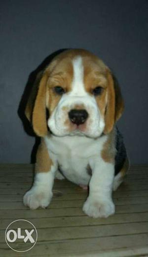 Noida Delivered Tricolor Beagle Puppy with paper