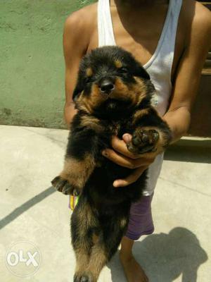 Noida delivered Rottweiler puppies Brown And Black Short