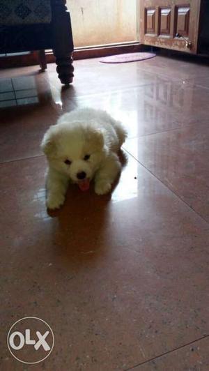 One month old pomerian pure breed(male)