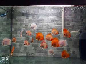 Orange And Grey School Of Fish