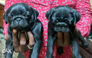 Outstanding black Pug puppies available