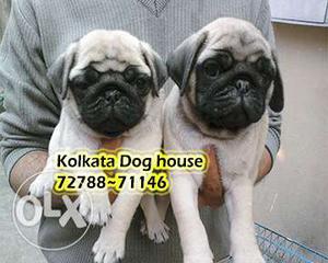 PUG Dogs Waiting For Immediate Sell ~ KOLKATA DOG HOUSE