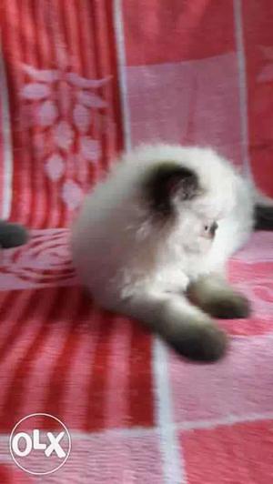 Persian cat Himalaya Punch face mail