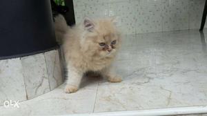 Persian kitten cat of 3 months old. male.