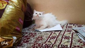 Persian kitten pure white 50 days long fur.male