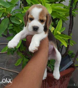 Pet end pets beagle pups