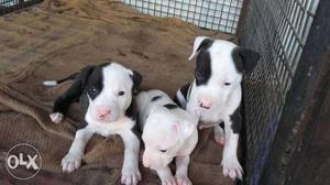 Pitbull Female Puppies