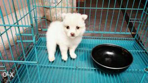 Pomeranian puppies beautiful pets at Benjamin kennels