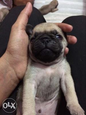 Pug 1 month old 3 kids  each msg me for more