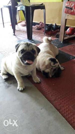 Pug Puppy for sale 5 months old pup certificate
