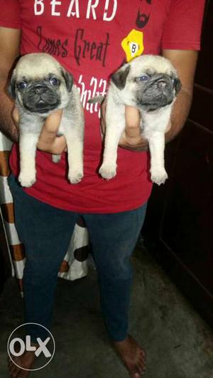 Pug Top quality Puppies for sell..