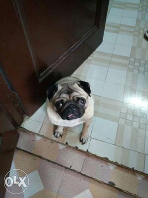 Pug dog for sell,age 3 year