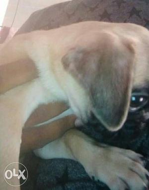 Pug female good quality 3 months puppy