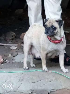 Pug pups male and female for sale Rs 