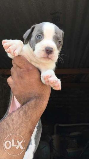 Pure American pittbull heavy head with blue eyes