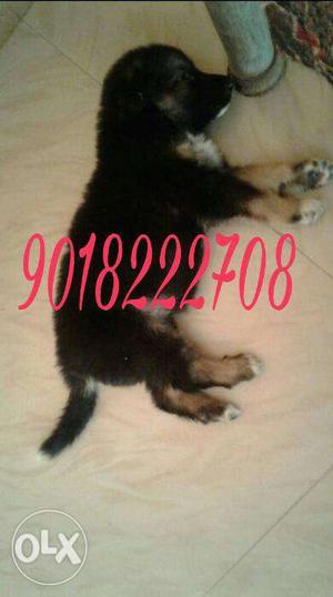 Pure gsd pup call or..type ur phn.no.
