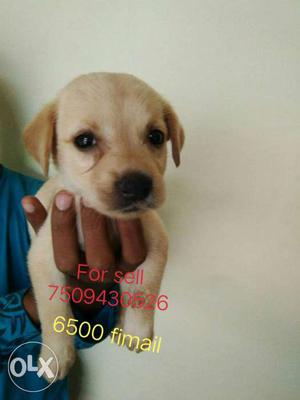 Rana kennel for sell Leb fimail 1month