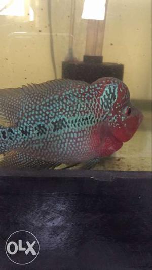 Red And Green Flowerhorn Cichlid